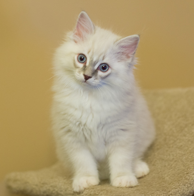 ragdoll kitten